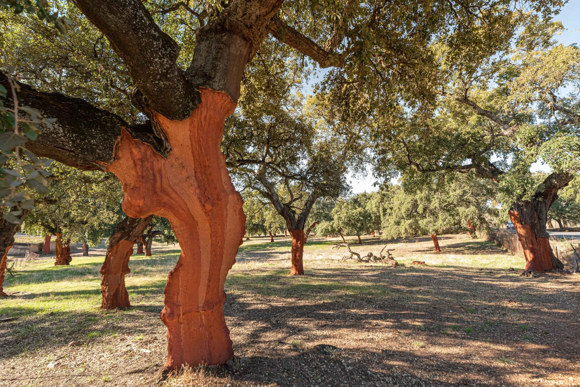 home-corktree